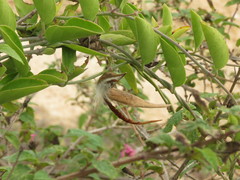 Vincetoxicum indicum