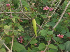 Vincetoxicum indicum