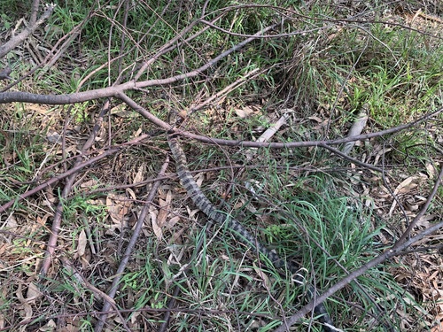 Tiger Snake sighting