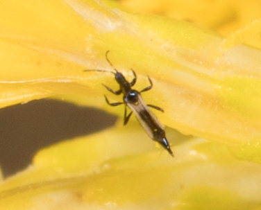 Erythrothrips keeni