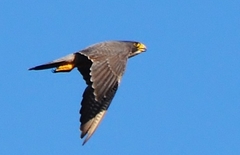 Falco peregrinus anatum