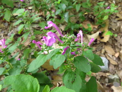 Scutellaria seleriana