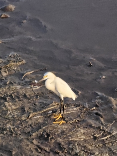 Snowy Egret