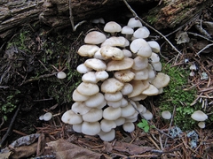 Mycena laevigata