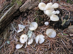 Mycena laevigata