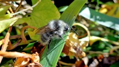 Bombus veteranus