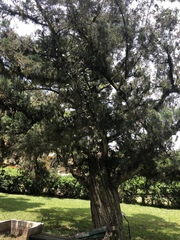 Cupressus pendula