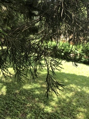 Cupressus pendula