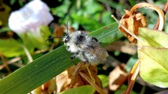 Bombus veteranus