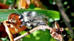 Bombus veteranus