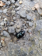 Anoplotrupes stercorosus
