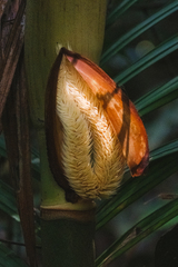 Nenga pumila, photograph (c) Adam Kamal, some rights reserved (CC BY)