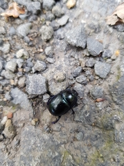 Anoplotrupes stercorosus