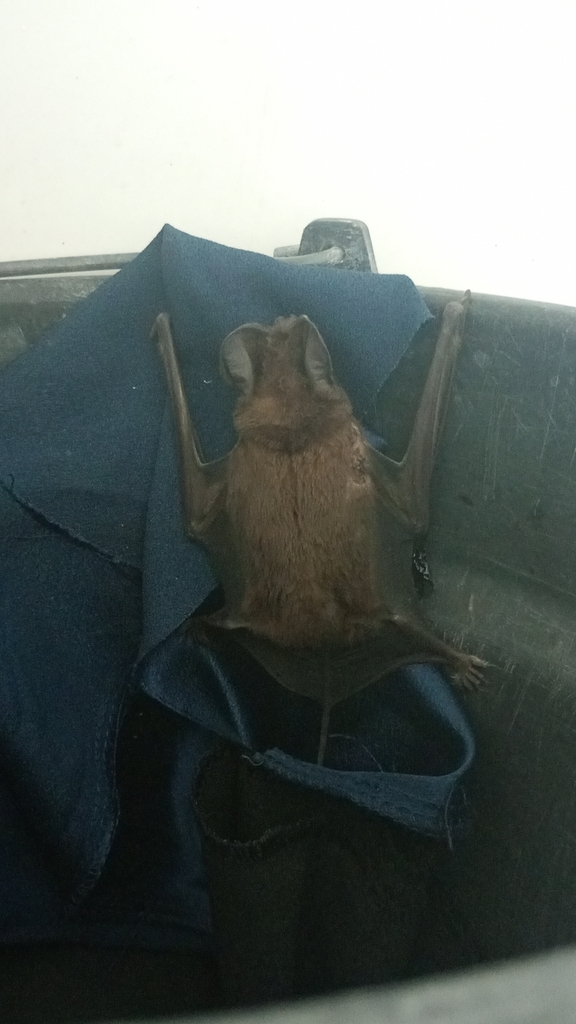 Wilson's Bonneted Bat