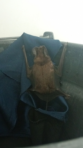 Wilson's Bonneted Bat