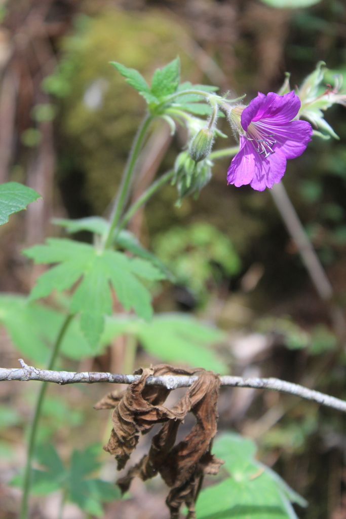 Geranium campanulatum