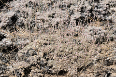 Eriogonum kennedyi
