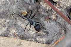 Camponotus suffusus