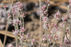 Eriogonum kennedyi