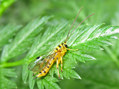 Xanthopimpla rhopaloceros
