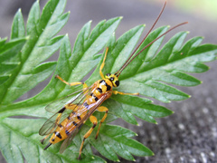 Xanthopimpla rhopaloceros
