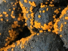 Cheilymenia coprinaria