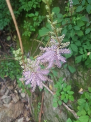 Astilbe