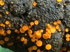 Cheilymenia coprinaria