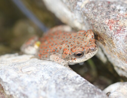 Red-spotted Toad, Texas, US, photo 9 of 10