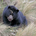 דוב המשקפיים - Photo (c) osoandino,  זכויות יוצרים חלקיות (CC BY-NC), הועלה על ידי osoandino