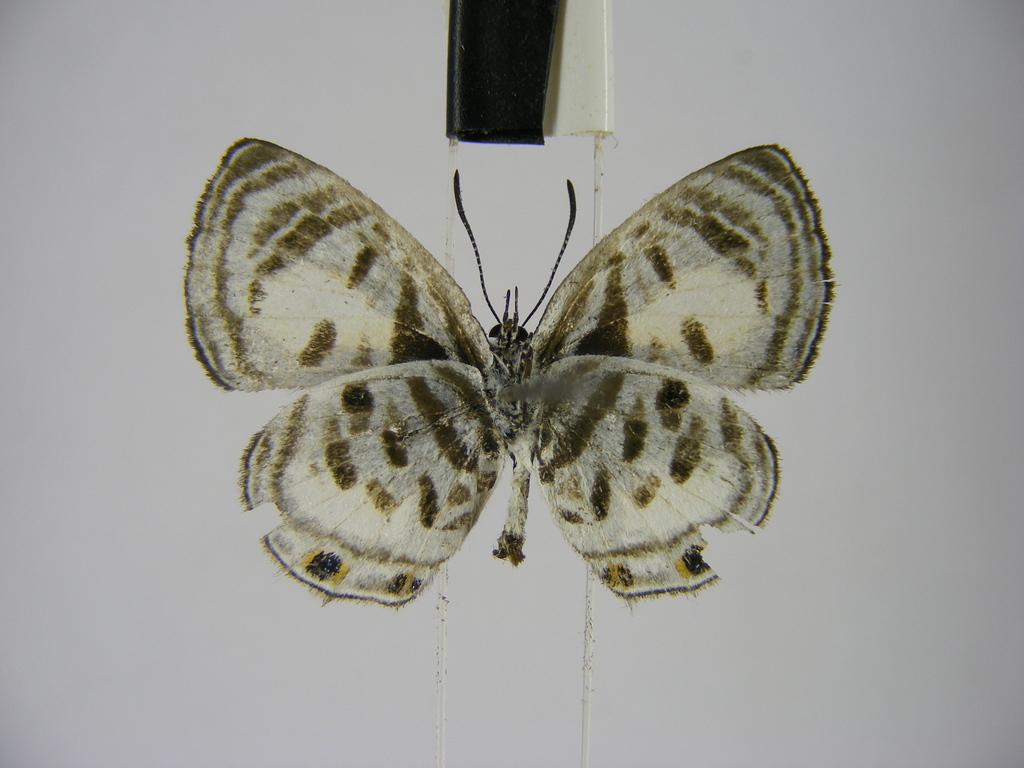 Neurellipes lachares