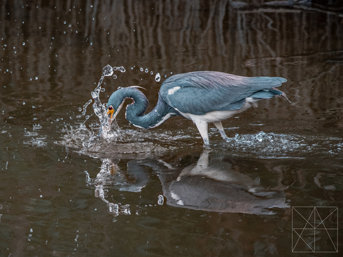 Garceta tricolor (Egretta tricolor)