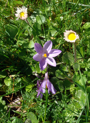 Crocus minimus