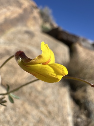 Image of Acmispon rigidus by (c) Matt Berger, some rights reserved (CC BY)