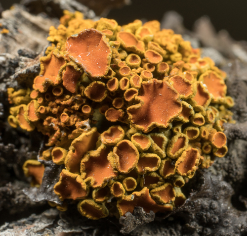 Pin-cushion Sunburst Lichen