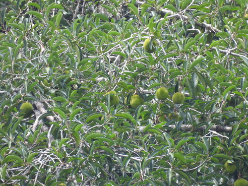 Artocarpus rigidus, photograph 2
