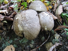 Lyophyllum fumosum