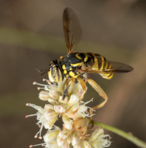 Interrupted Hornet Fly photo 3