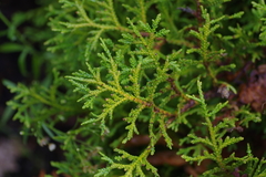 Thujopsis dolabrata