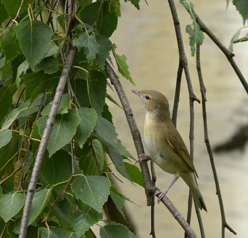 Curruca mosquitera (Sylvia borin)