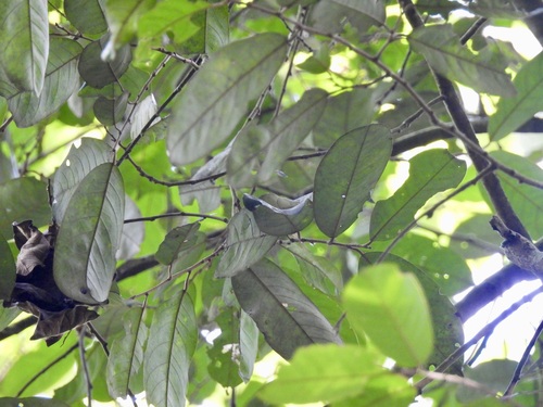 Boschia griffithii