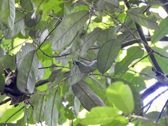 Boschia griffithii