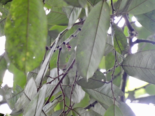 Boschia griffithii, photograph 1
