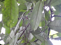 Boschia griffithii, photograph (c) Adam Kamal, some rights reserved (CC BY)
