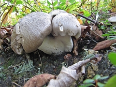 Lyophyllum fumosum