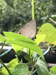 Deudorix epijarbas menesicles