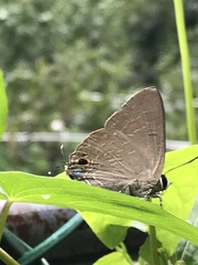 Deudorix epijarbas menesicles