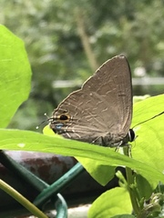 Deudorix epijarbas menesicles