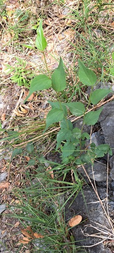 Celtis biondii iNat (2)
