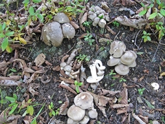 Lyophyllum fumosum